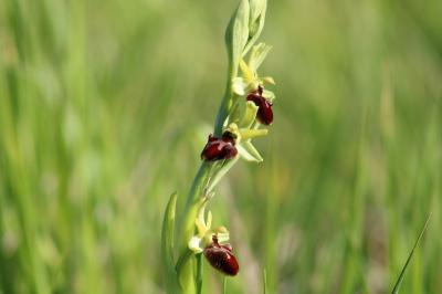 <i>Ophrys aranifera</i>