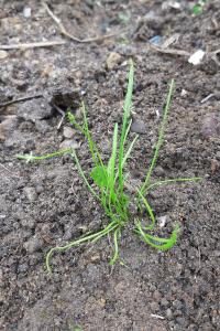 <i>Myosurus minimus</i>