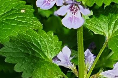 <i>Glechoma hederacea</i>