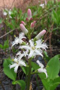<i>Menyanthes trifoliata</i>