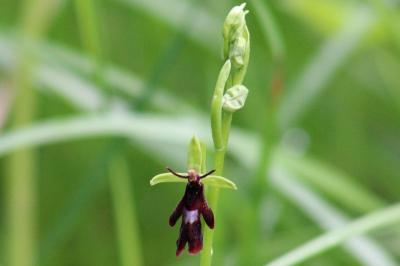 <i>Ophrys insectifera</i>
