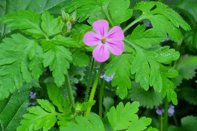 <i>Geranium robertianum</i>