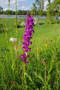 <i>Orchis mascula</i>