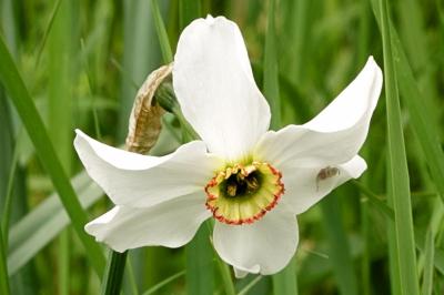 <i>Narcissus poeticus</i>