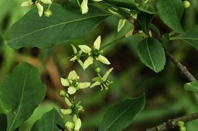 Celastraceae