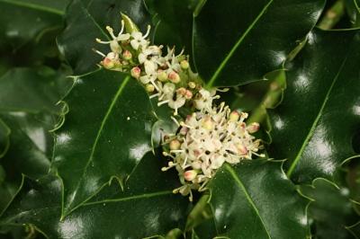 Aquifoliaceae
