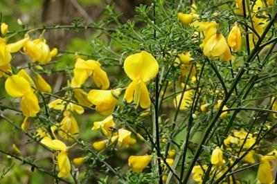 <i>Cytisus scoparius</i>
