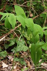 <i>Polygonatum multiflorum</i>