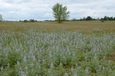 <i>Lupinus angustifolius</i>