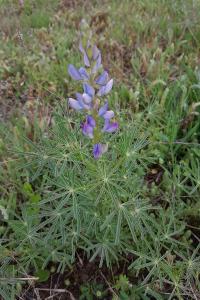 <i>Lupinus angustifolius</i>
