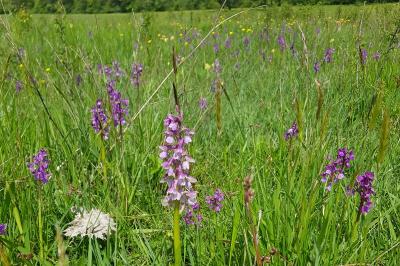 <i>Anacamptis morio</i>