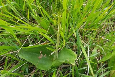 <i>Neottia ovata</i>