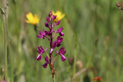 <i>Anacamptis laxiflora</i>