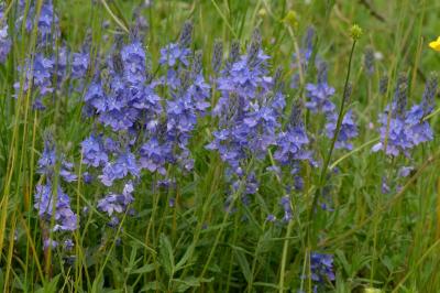 <i>Veronica teucrium</i>