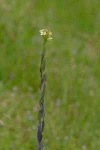 <i>Turritis glabra</i>
