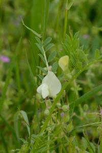 <i>Vicia lutea</i>