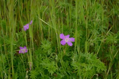 <i>Geranium sanguineum</i>