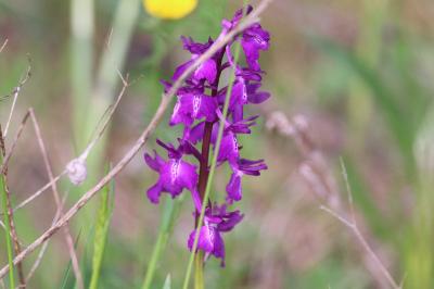 <i>Anacamptis x alata</i>