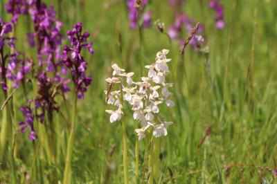 <i>Anacamptis morio</i>