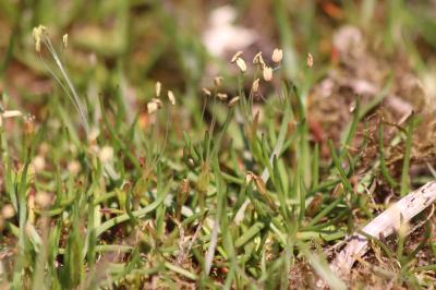 <i>Littorella uniflora</i>