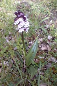 <i>Orchis purpurea</i>