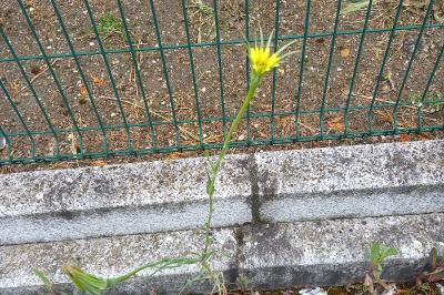 <i>Tragopogon dubius</i>