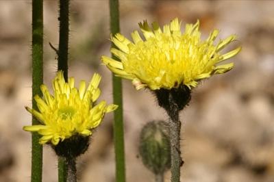<i>Pilosella officinarum</i>