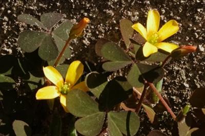 <i>Oxalis corniculata</i>