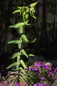 <i>Euphorbia lathyris</i>