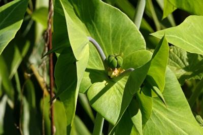 <i>Euphorbia lathyris</i>