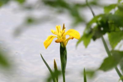 <i>Iris pseudacorus</i>
