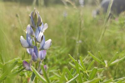 <i>Lupinus angustifolius</i>