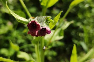 <i>Cynoglossum officinale</i>