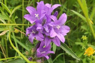 <i>Campanula glomerata</i>
