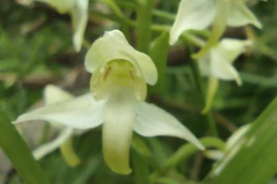 <i>Platanthera chlorantha</i>