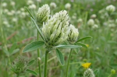 <i>Trifolium ochroleucon</i>