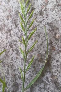 <i>Catapodium rigidum</i>