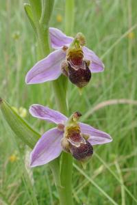 <i>Ophrys apifera</i>