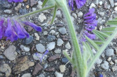 <i>Vicia villosa</i>