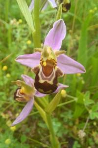<i>Ophrys apifera</i>
