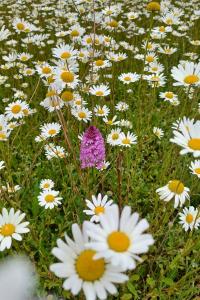 <i>Leucanthemum vulgare</i>
