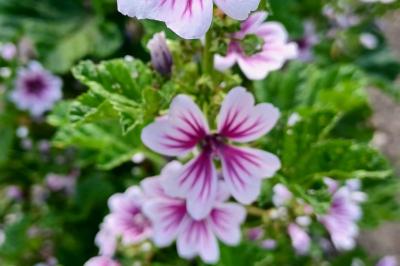 <i>Malva sylvestris</i>