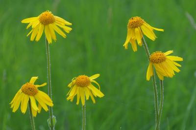 <i>Arnica montana</i>