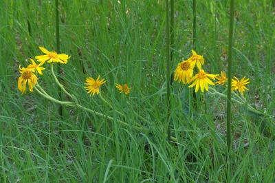 <i>Arnica montana</i>