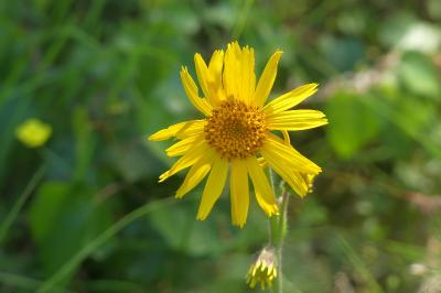 <i>Arnica montana</i>