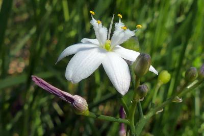 <i>Simethis mattiazzii</i>