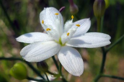 <i>Simethis mattiazzii</i>