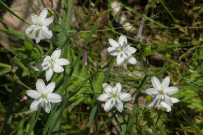 <i>Simethis mattiazzii</i>