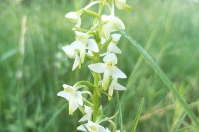 <i>Platanthera bifolia</i>