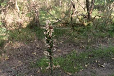 <i>Asphodelus albus</i>